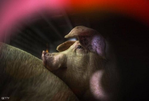 الصين تعفي فول الصويا ولحم الخنزير الأميركيين  من رفع الكمارك