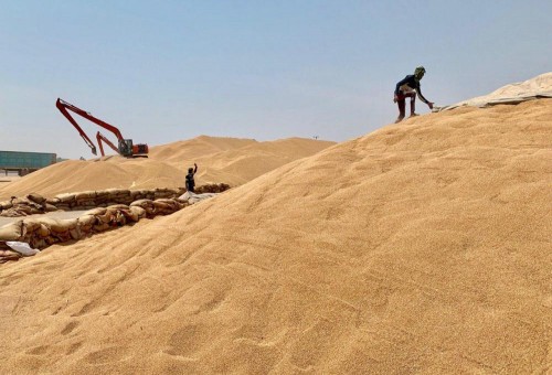 وزارة التجارة تخصص 253 مليار دينار للفلاحين المسوقين لمحصول الحنطة