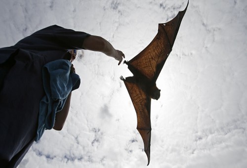 العلماء يكتشفون نوعا جديدا من الخفافيش