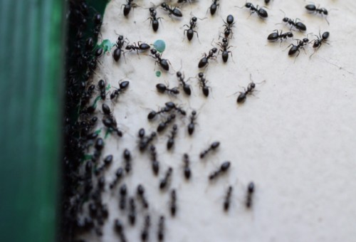 "رقم خيالي" .. كم عدد النمل الذي يعيش على الأرض؟