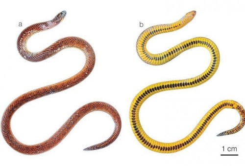 العثور على 3 أنواع غير معروفة سابقا للثعابين في جبال الإكوادور