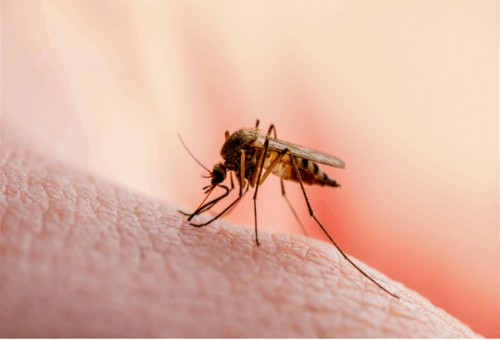 5 أمراض تنقلها لدغات البعوض إلى البشر