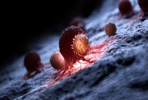 "بكتيريا مدرّبة'' يمكن أن تصطاد يوما ما السرطانات داخل أجسامنا!