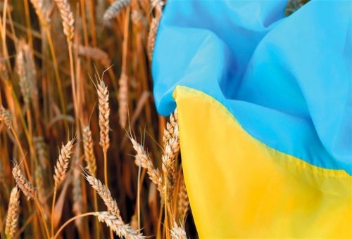 بسبب حظر استيراد الحبوب.. أوكرانيا تعتزم مقاضاة 3 دول أوروبية
